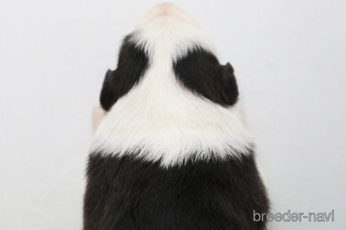 成約済の神奈川県のボーダーコリー-274594の5枚目